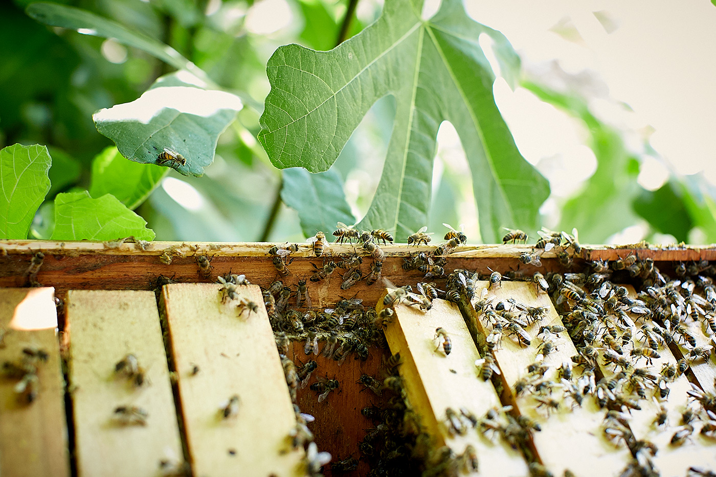 053017_Bees__D2A0097